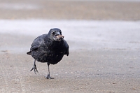 zwarte kraai (Corvus corone) 2-2018 0440